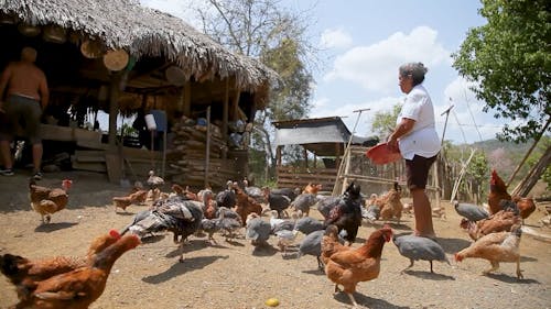 A Woman Feeding Chickens and Turkeys in a Farm