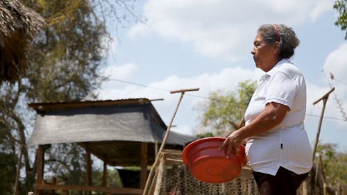 An Elderly Woman Calling and Feeding Birds in a Poultry Farm 