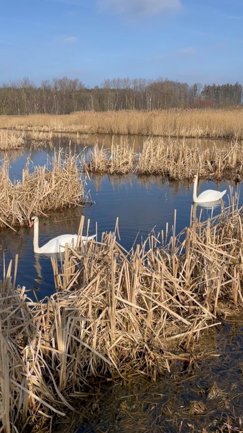 A Couple of White Swans Swimming in a Body of Water