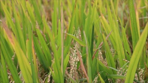 수확 준비가 된 쌀