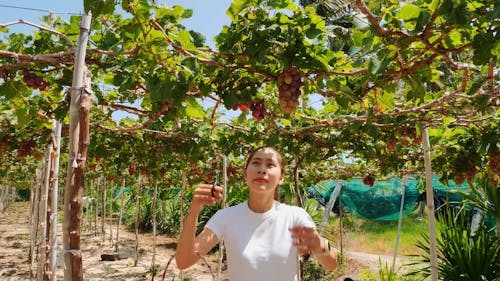A Young Woman Harvesting Grapes at a Vineyard 