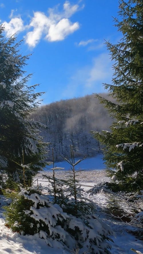 A Winter Forest under a Blue Sky with White Clouds 