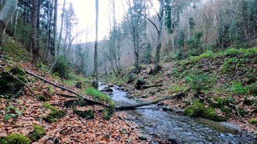 A Flowing Creek in an Autumn Forest 