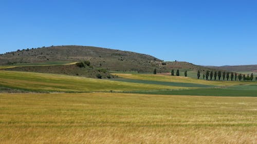 Crops Swaying in the Wind 