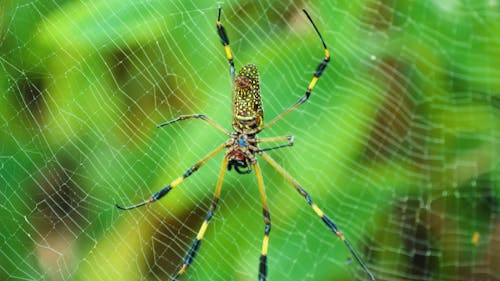 Close up of a Golden Silk Spider on its Web