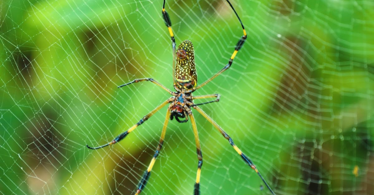 Vídeos de stock gratuitos sobre al aire libre, amarillo, arácnido ...