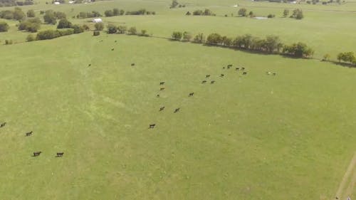 Aerial View Of Animals Running In The Field