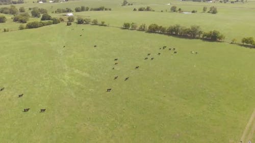 Luchtfoto Van Dieren Die In Het Veld Lopen