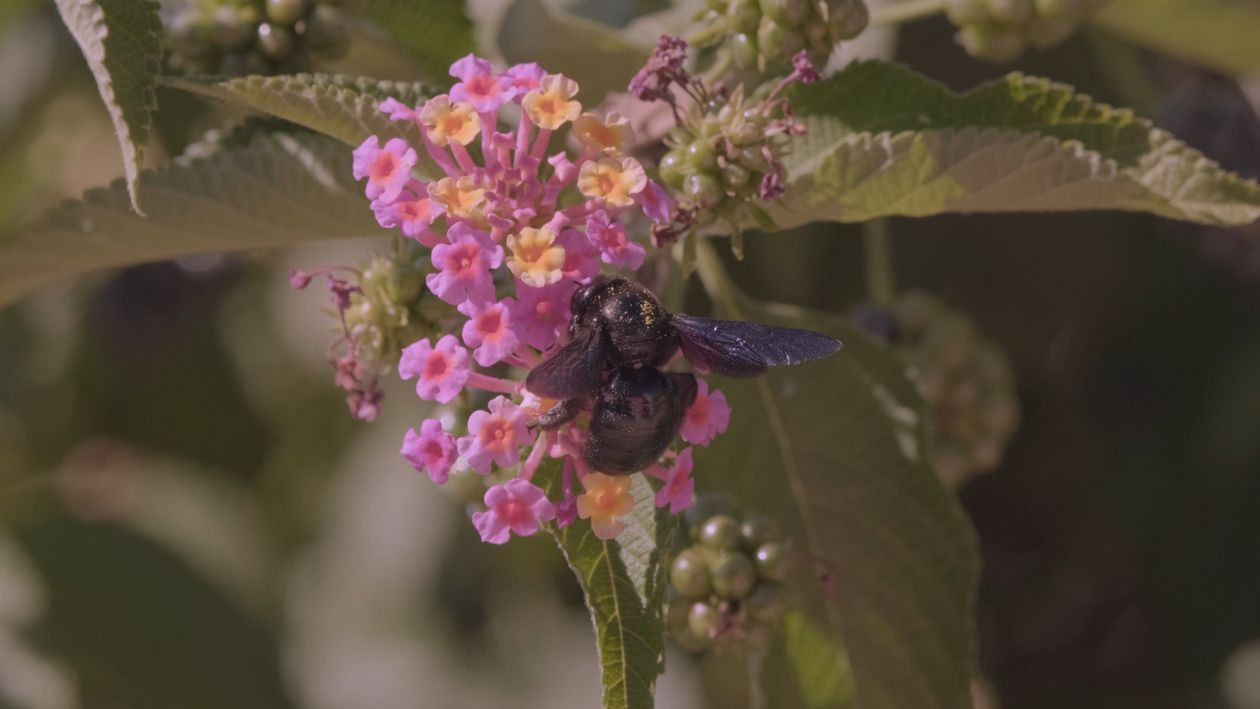 A bee is sitting on a flower with green leaves Free Stock Video Footage ...