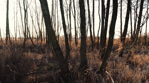 Bare Forest Trees at Sunset 