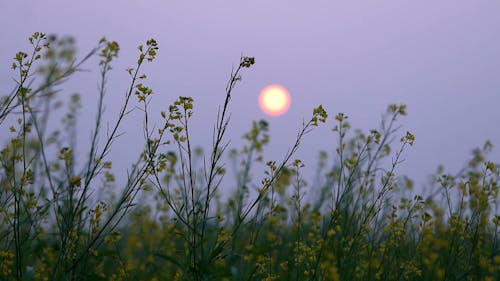 Wild Flowers in a Field at Sunrise 