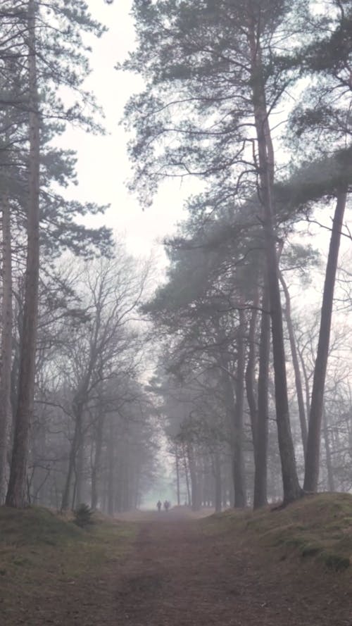 A Forest Trail on a Misty Morning 