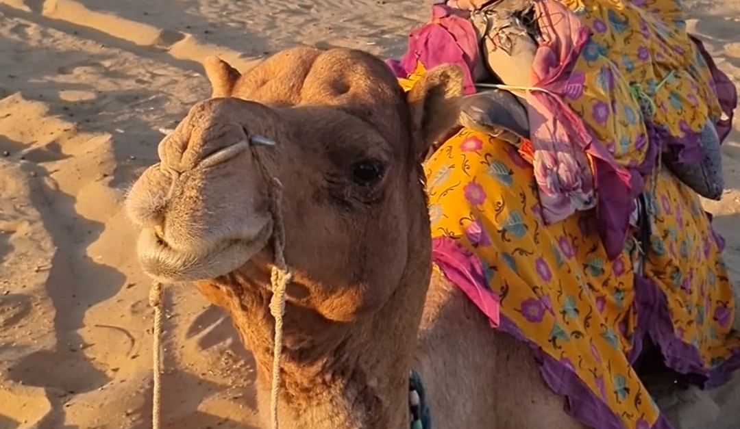 Camel Video A camel is sitting in the desert with its saddle Free Stock Video ...