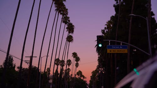 Silhouettes of Palm Trees against a Sunset Sky 