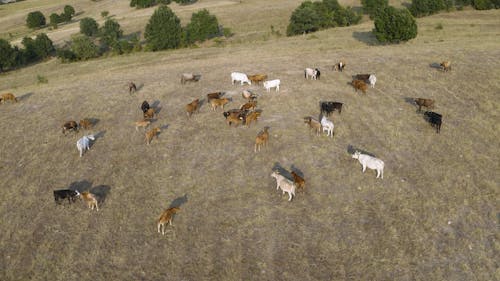 Drone View of Cows Grazing on a Hill
