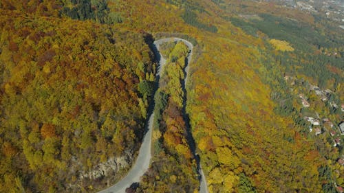 Drone View of a Road Surrounded by a Colorful Autumn Forest