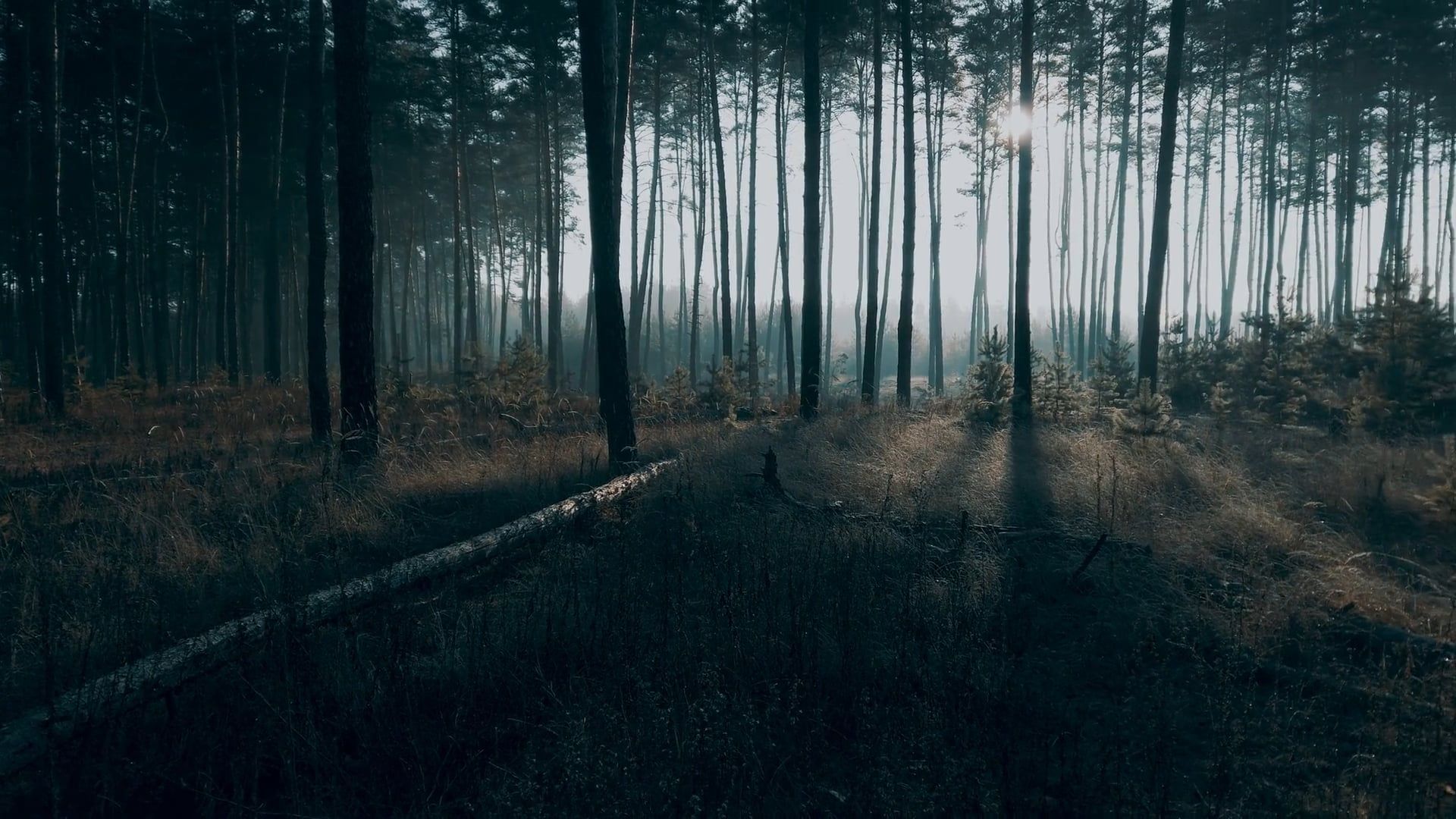 a dark forest with trees and sun shining through 15720111
