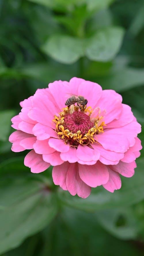 A Honeybee on a Pink Flower