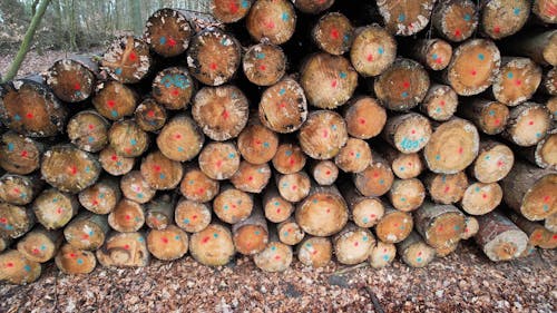 Marked Logs Stacked in a Forest 