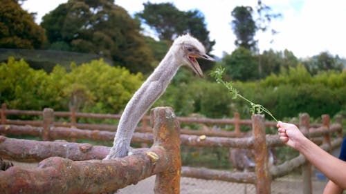 Ostrich being fed in farm