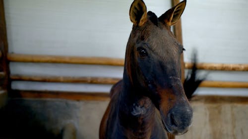 Zebroid being fed in farm