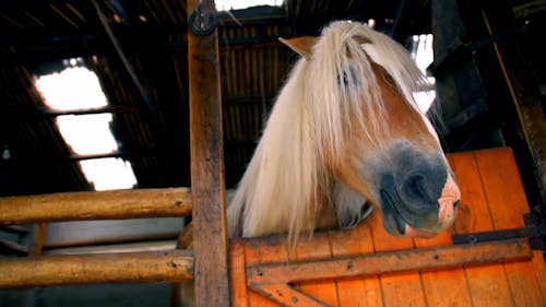 Horse being fed in farm