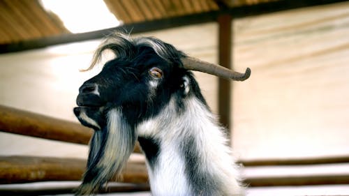 Goat being fed in a farm