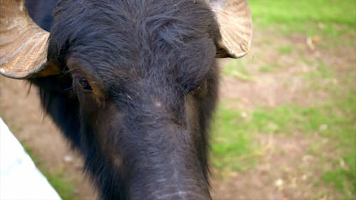 Buffalo in a farm