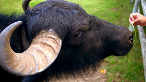 Buffalo being fed in a farm