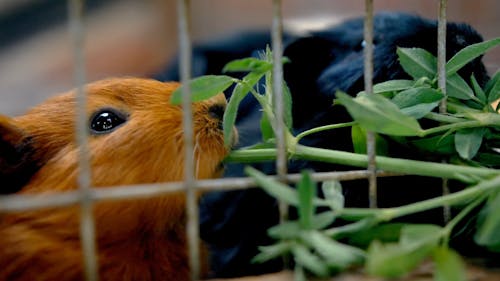 Guinea Pig being fed inside a cage