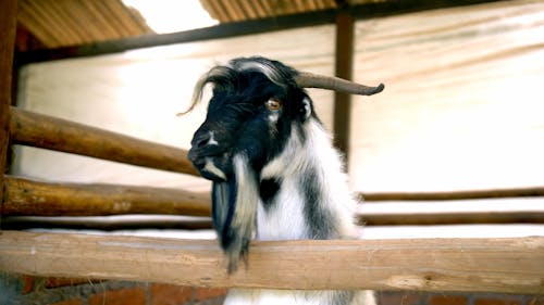Goat being fed in a farm