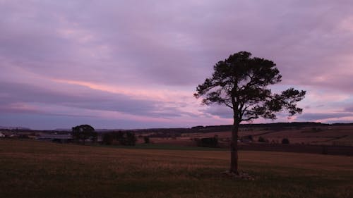 A Tree in a Field under a Pink Cloudy Sky