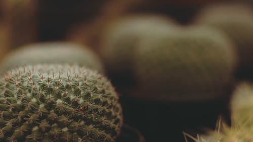 Prickly Plants