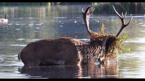 Camouflaged Red Deer Cooling off in the Pond, Bushy Park