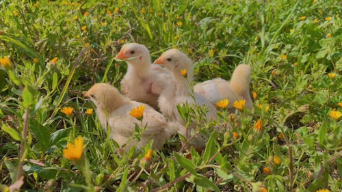Beautiful Chicks in Grass