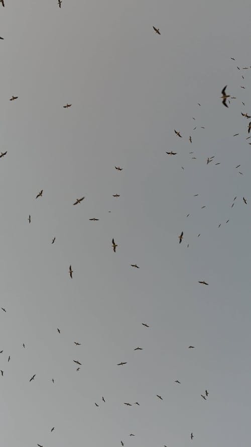 A Flock of Birds Flying under a Grey Sky 