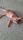 funny cat