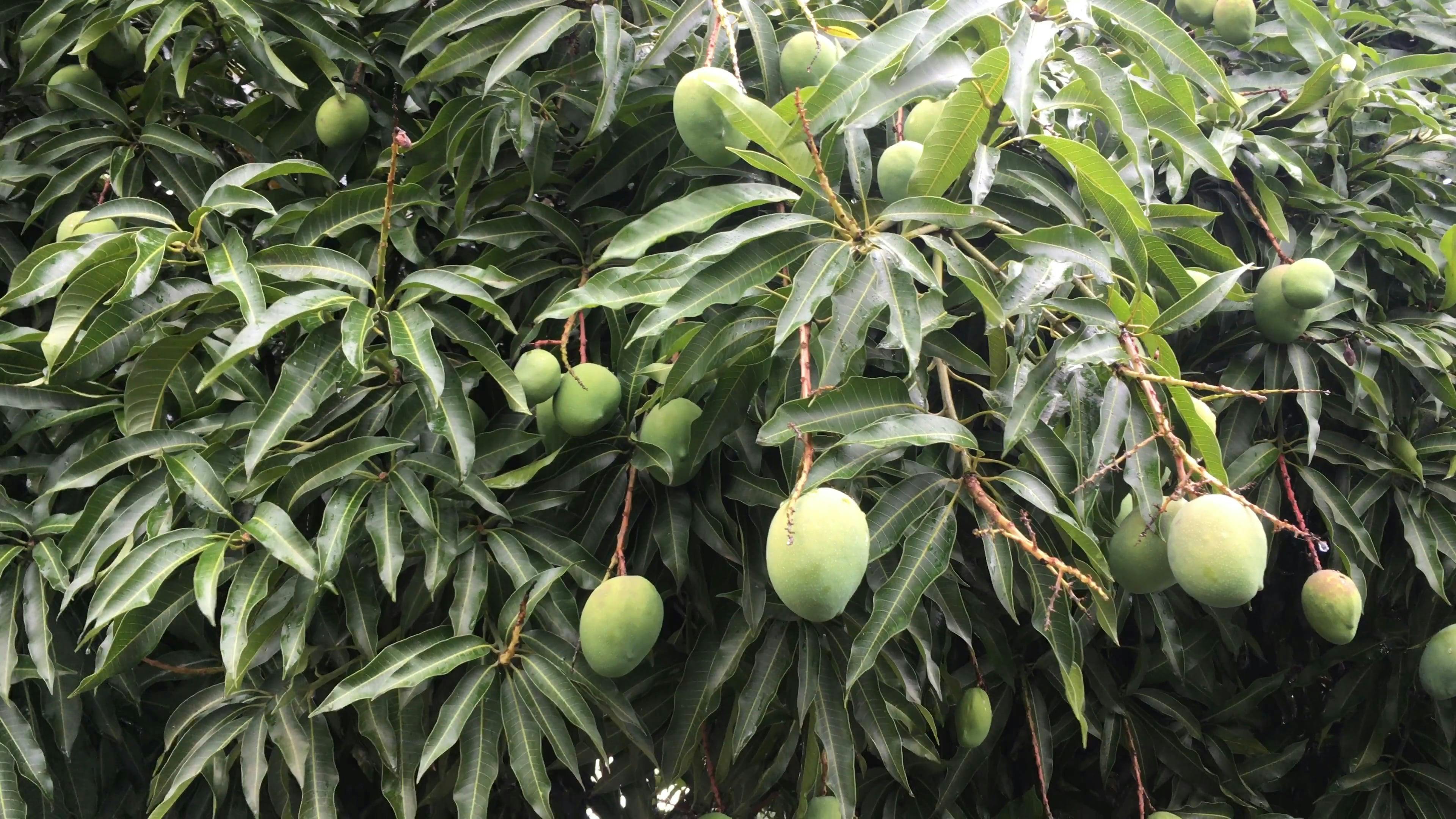 Mango Tree · Free Stock Video