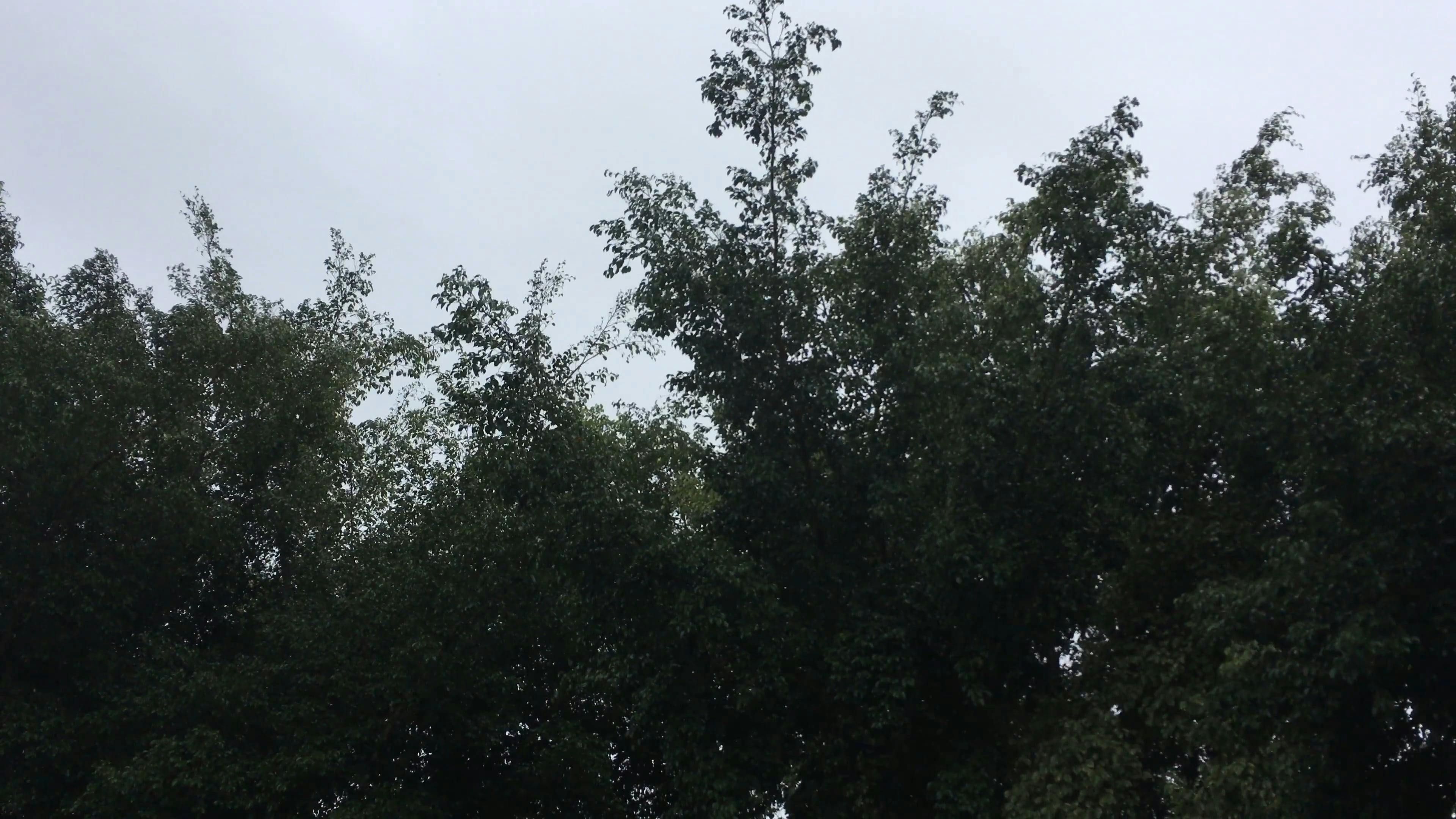 Trees Swaying With The Wind · Free Stock Video