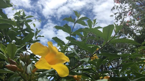 Flor De Sino Amarelo