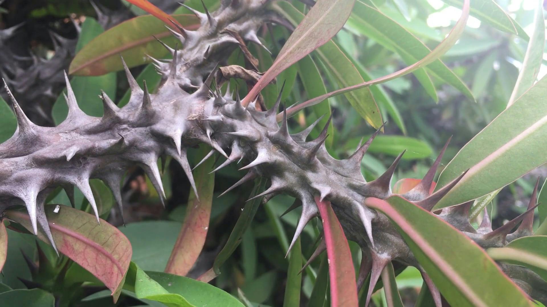 Thorns Of A Plant · Free Stock Video