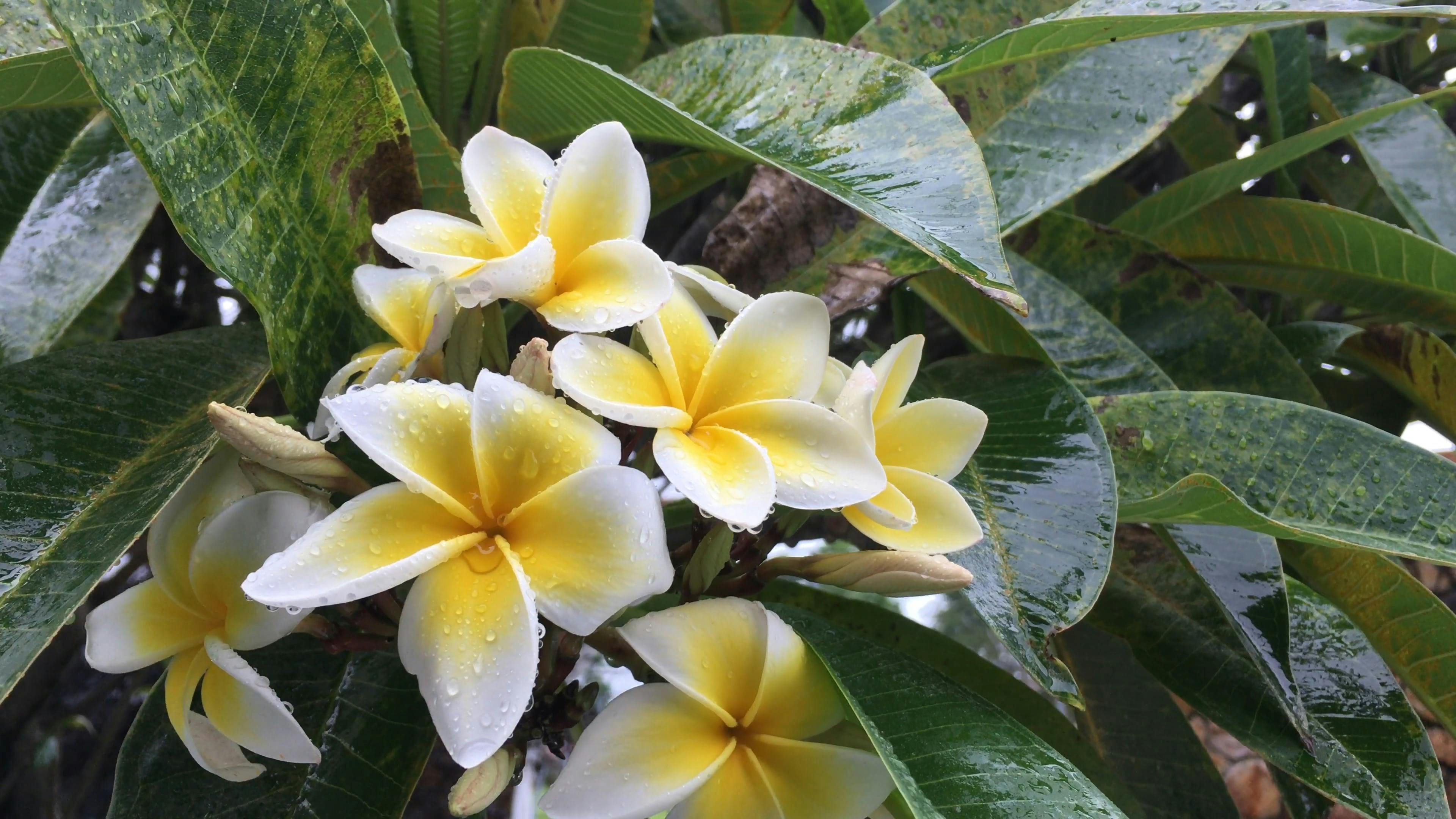 Shiny+Flower+Belinda+Bely Videos, Download The BEST Free 4k Stock Video Footage & Shiny+Flower+Belinda+Bely HD Video Clips