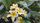 plumeria