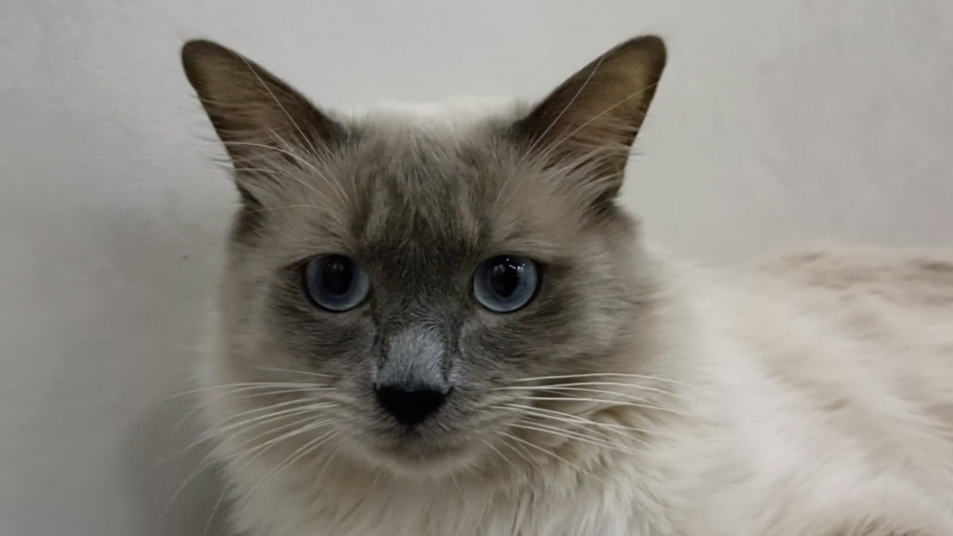 Close up of a Blue Point Ragdoll Cat Free Stock Video Footage, Royalty ...