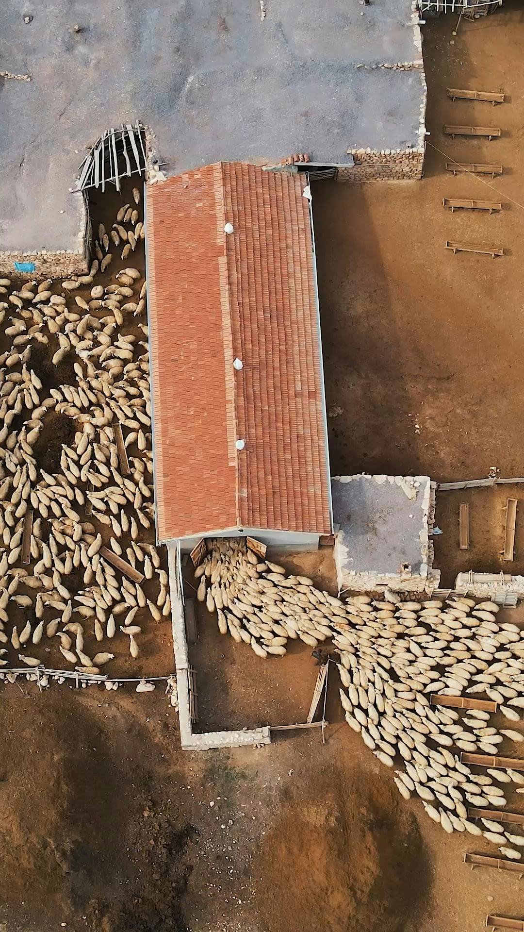 A bird's eye view of a farm with sheep Free Stock Video Footage