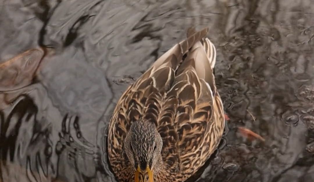 Duckit DuckIt Free Stock Video Footage, Royalty-Free 4K & HD Video Clip