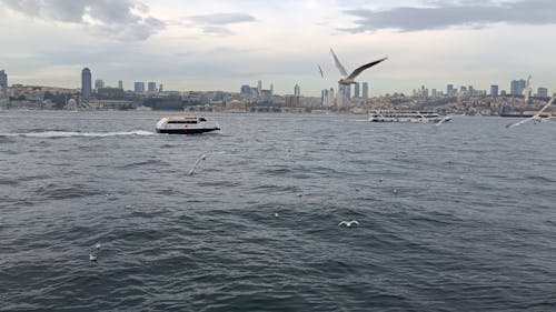 Flying Seagulls and Ferry Boats near the Coast of İstanbul, Türkiye