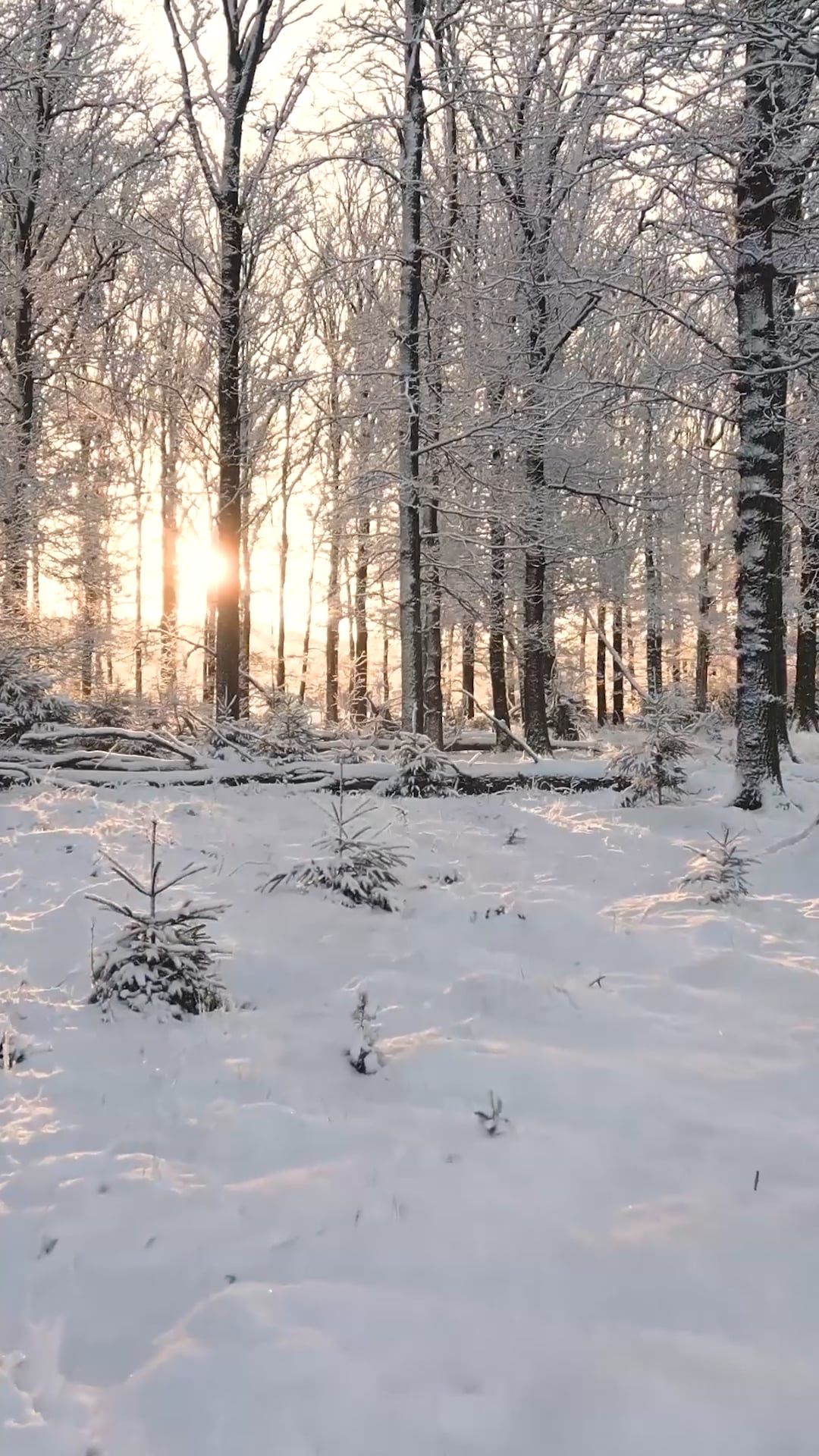 A photo of a snowy forest with the sun setting Free Stock Video Footage ...