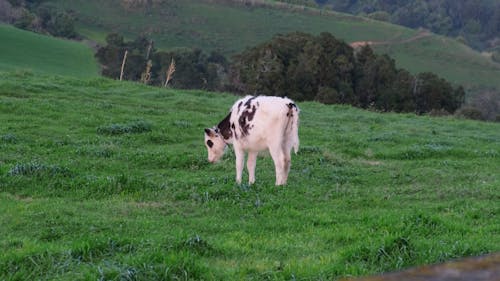 A Black and White Cow Grazing in a Field 