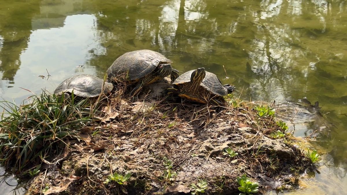 Load Turtles A Group Of Freshwater Turtles Resting On A Pile Of Concretes Free Stock ...